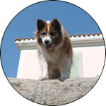 "Chien de l’éclusier" (Lockkeeper’s dog)